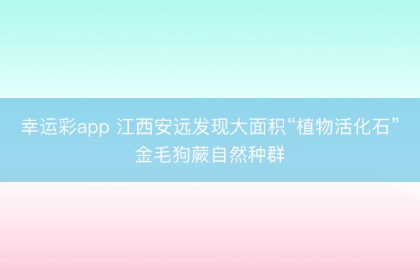 幸运彩app 江西安远发现大面积“植物活化石”金毛狗蕨自然种群